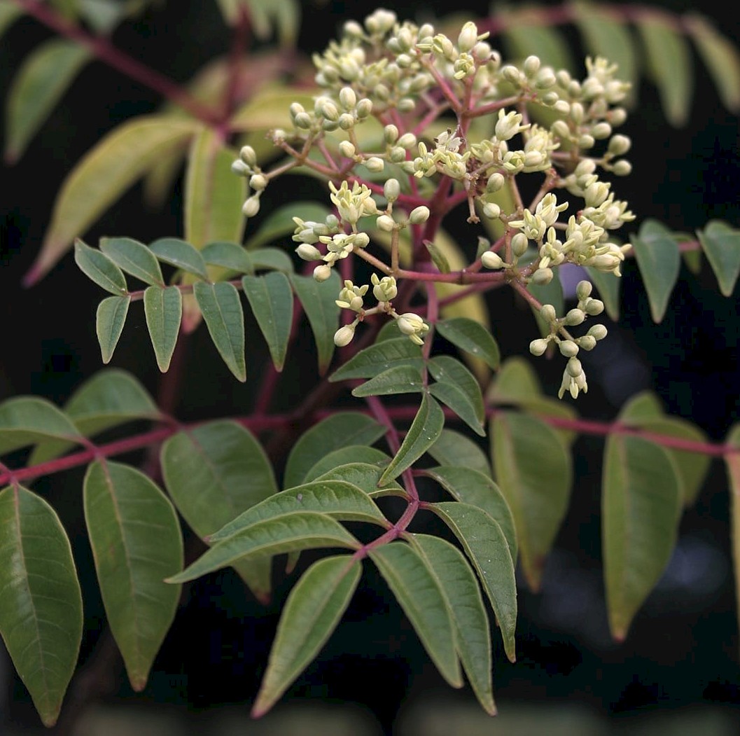 Tetradium glabrifolium